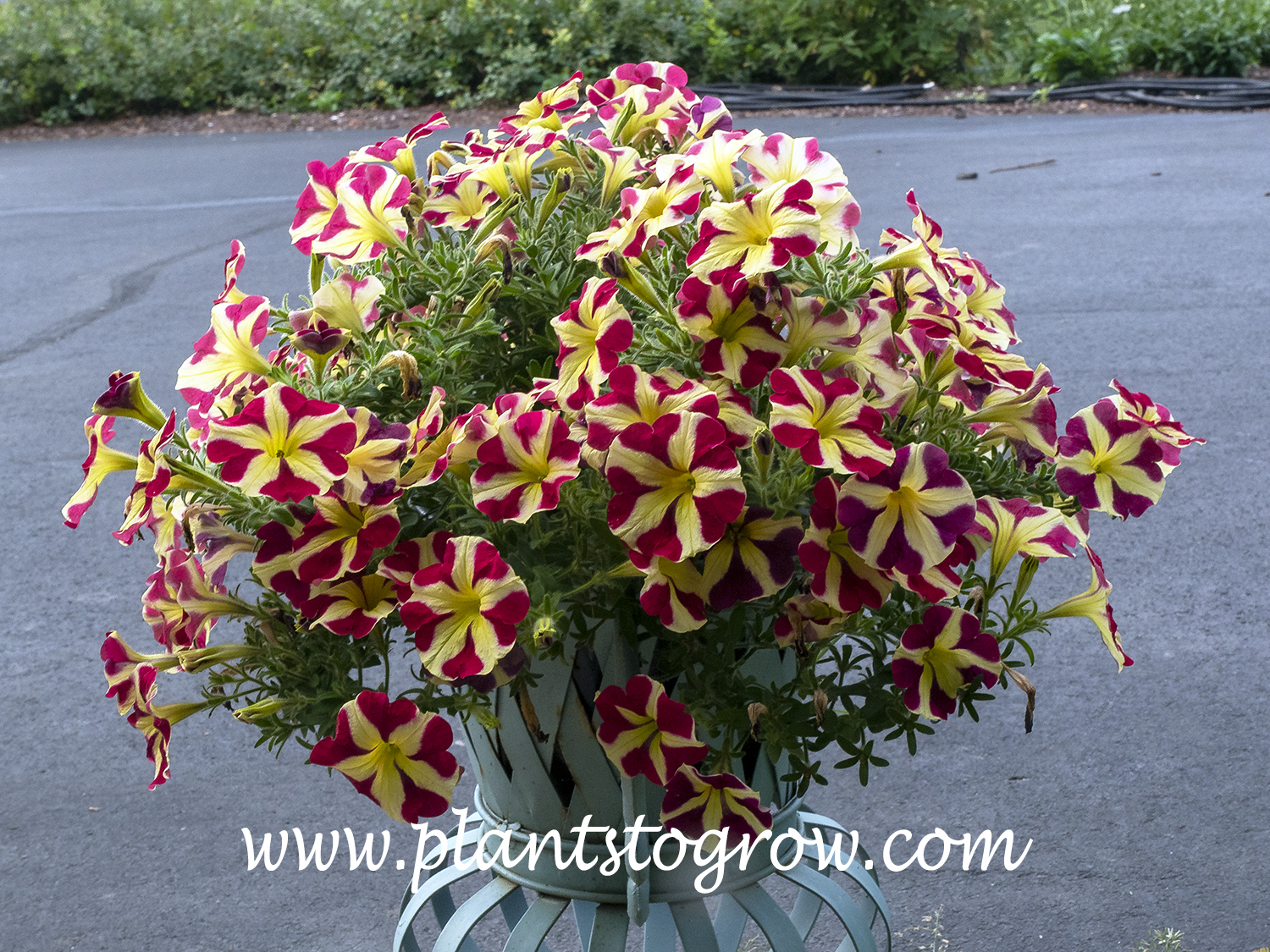 'Amore Queen of Hearts' Petunia
A single red with yellow stripes.  Each red area forms a heart.
